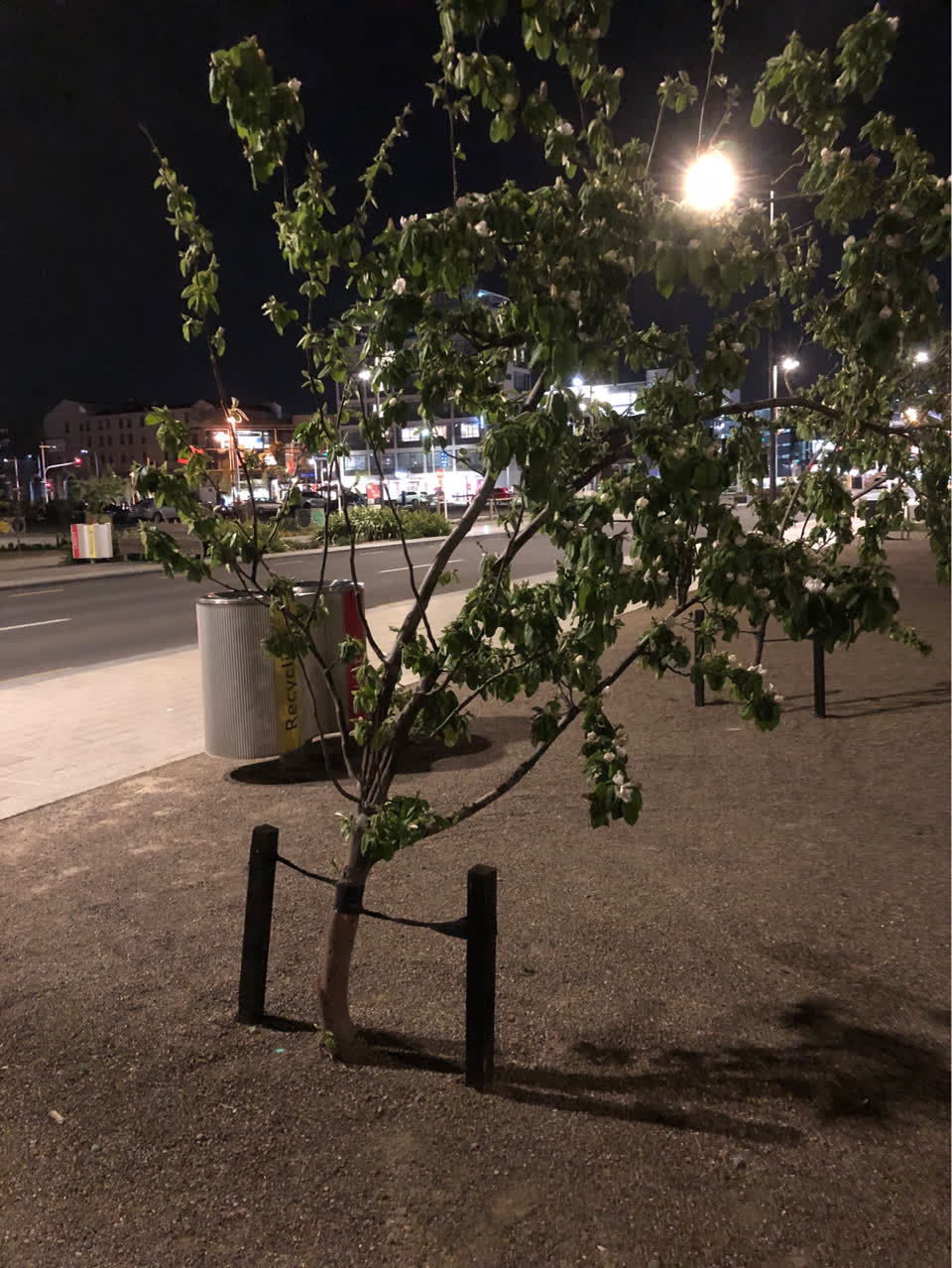 The photograph attached to this trees - general report