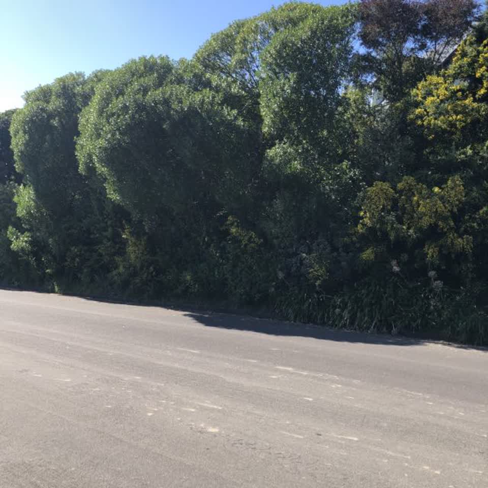 The photograph attached to this trees - general report