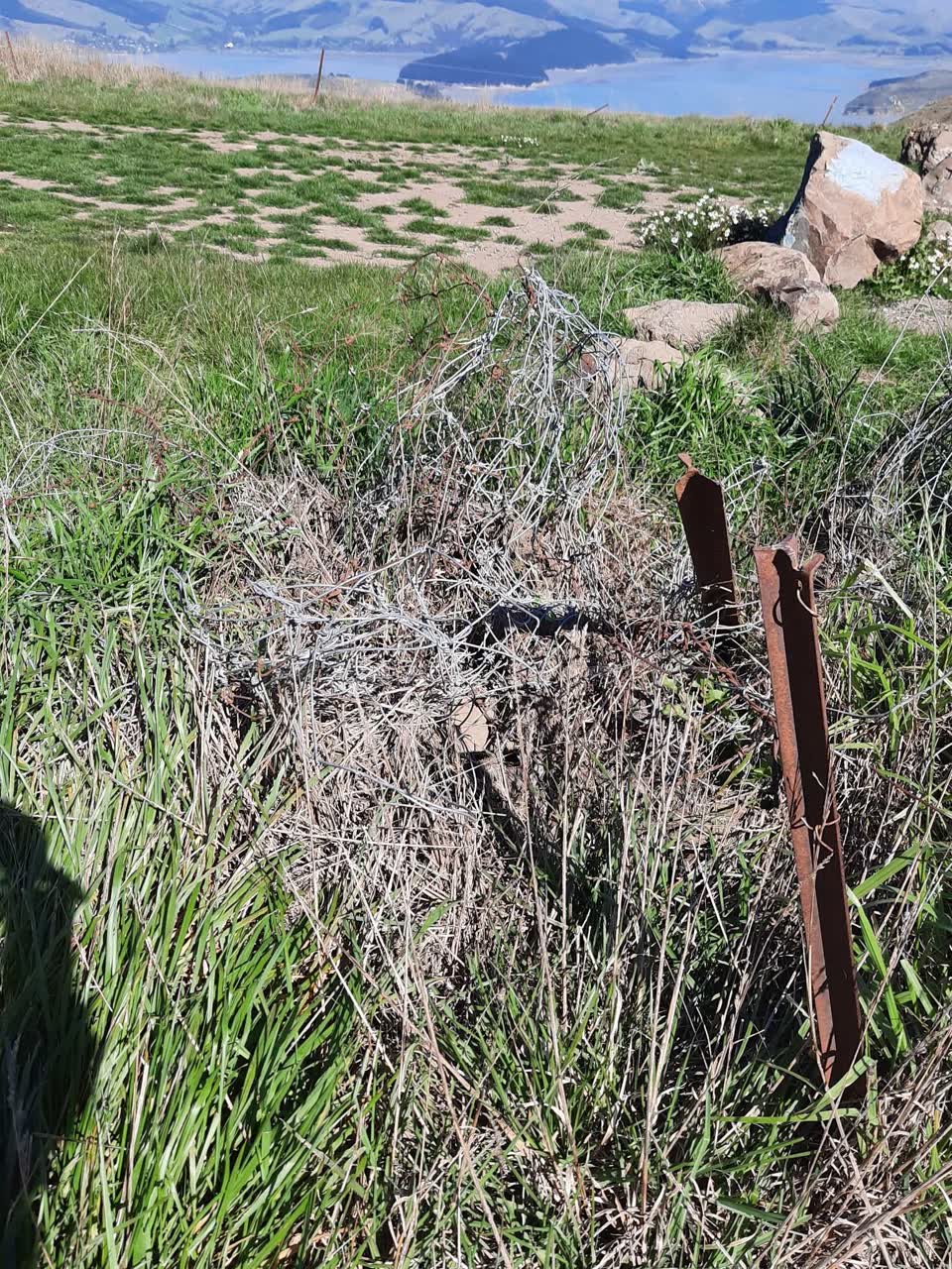 The photograph attached to this overgrown vegetation report