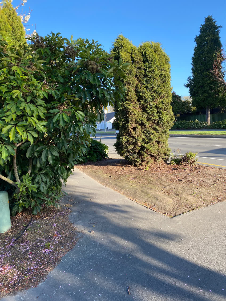 The photograph attached to this overgrown vegetation report