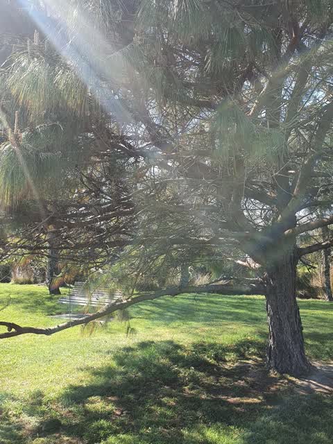 Trees - General, a report photo