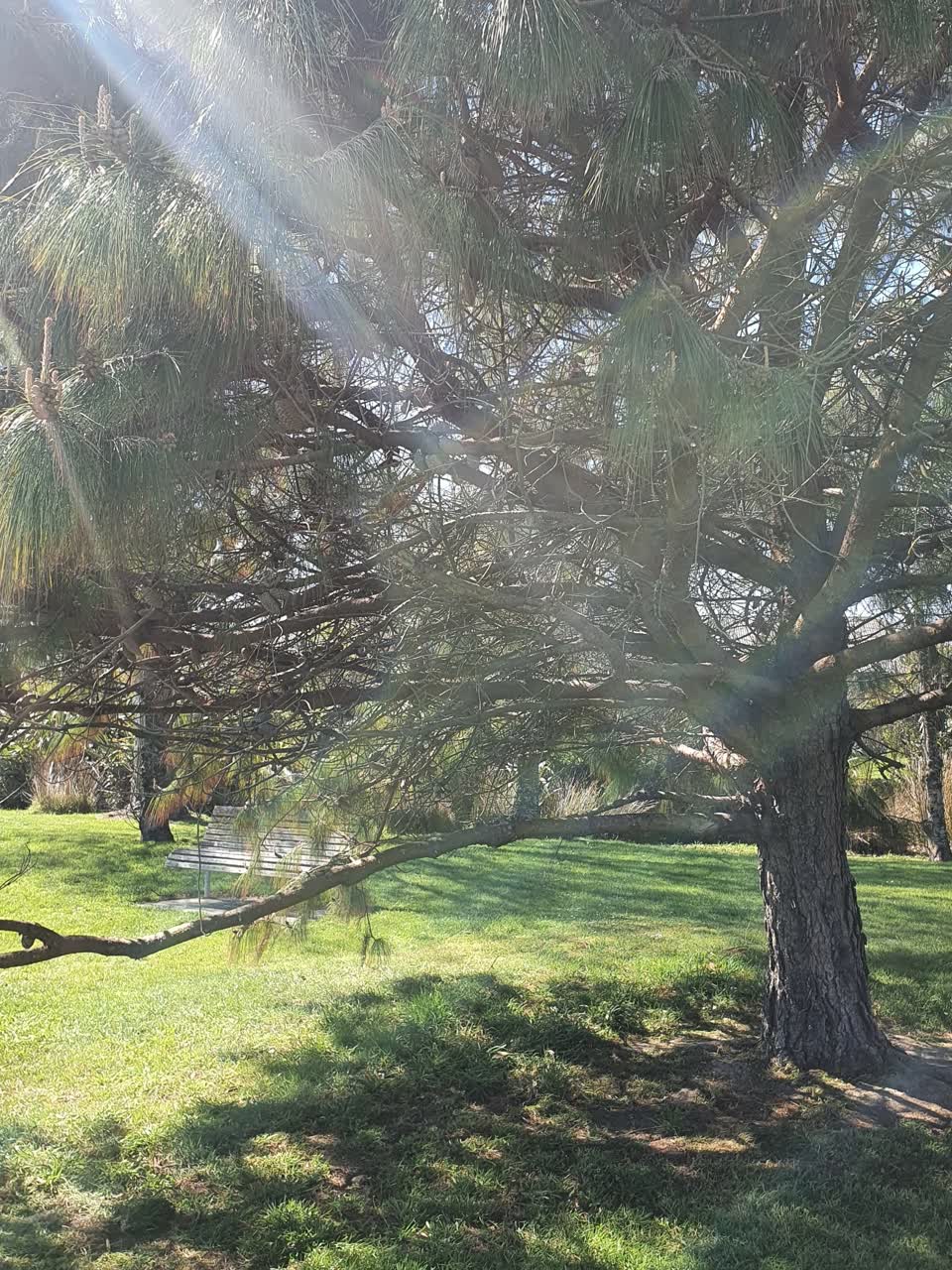 The photograph attached to this trees - general report