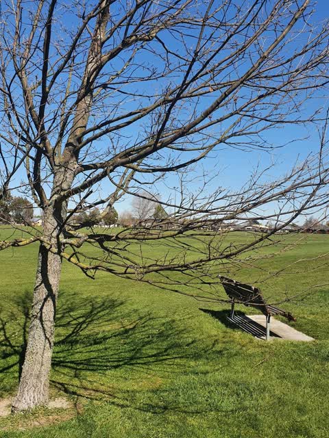 Trees - General, a report photo