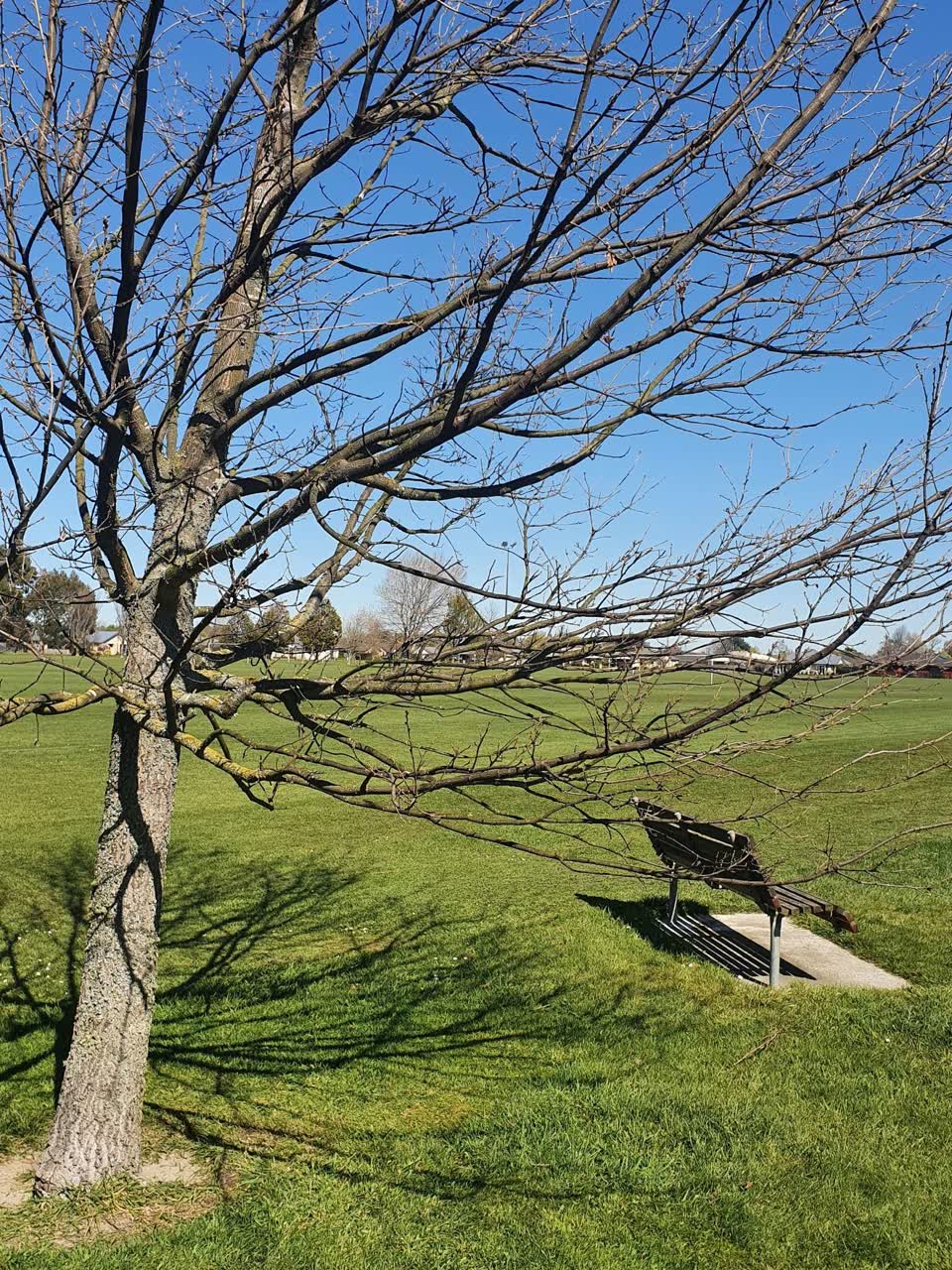 The photograph attached to this trees - general report
