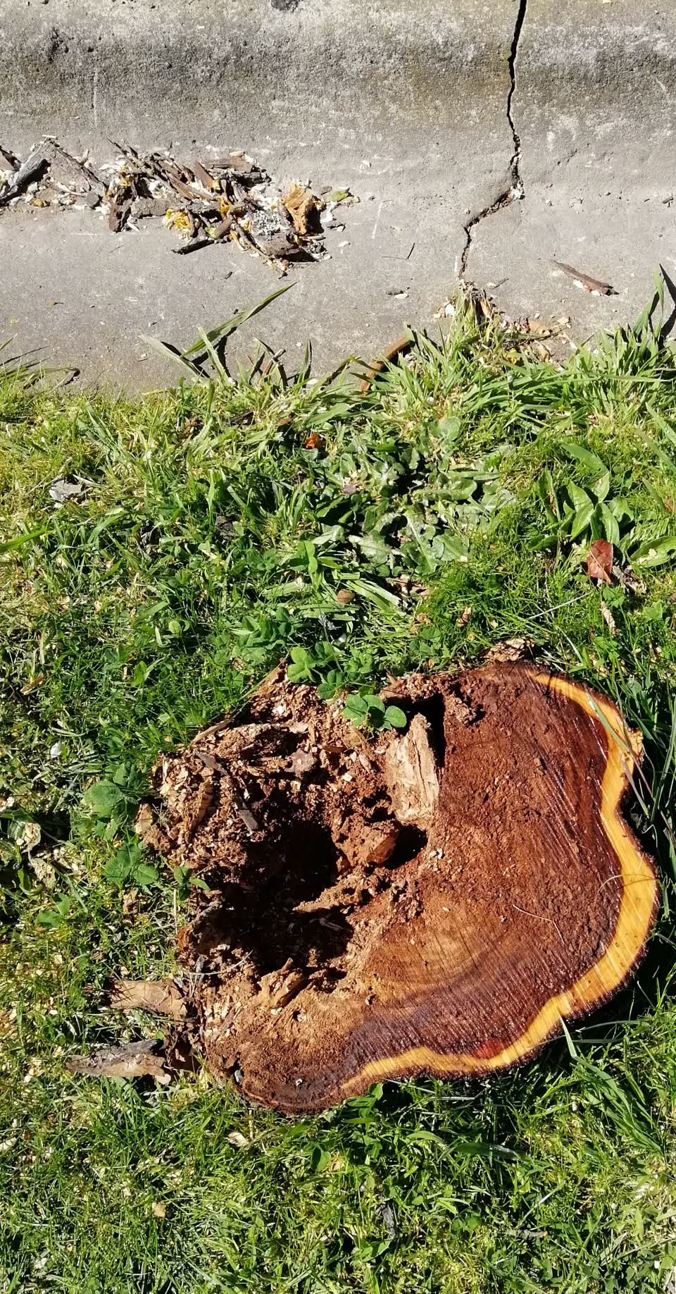 The photograph attached to this fallen tree report