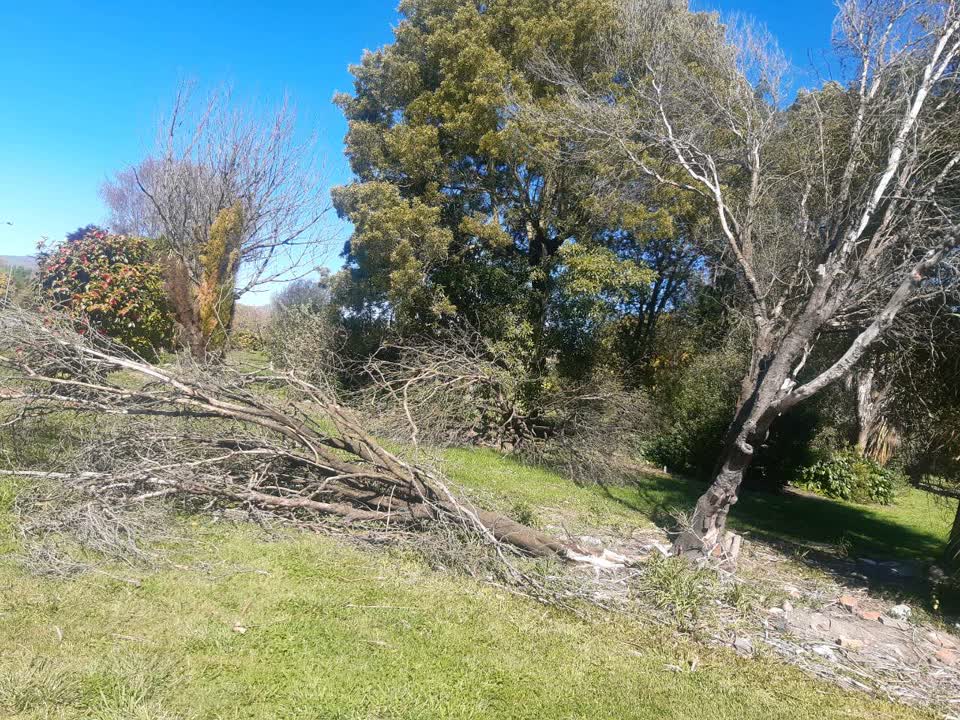 The photograph attached to this fallen tree report