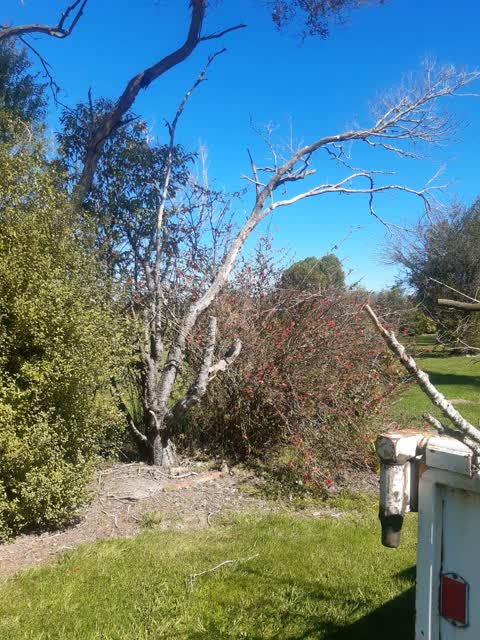 Trees - General, a report photo