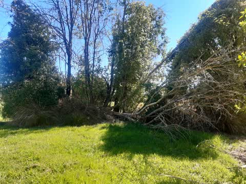 Fallen Tree, a report photo