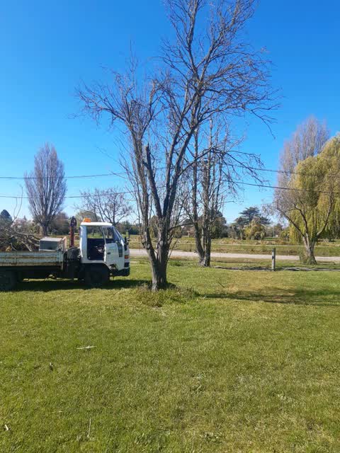 Trees - General, a report photo