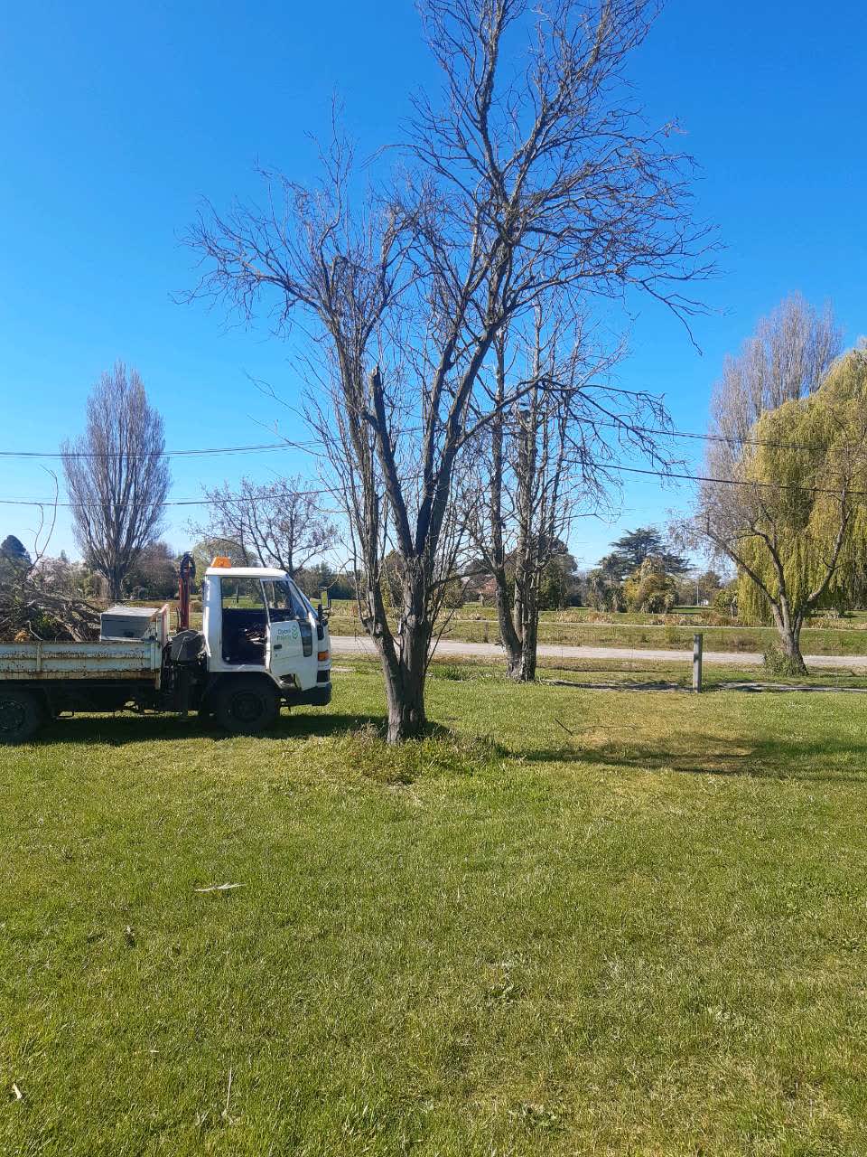 The photograph attached to this trees - general report