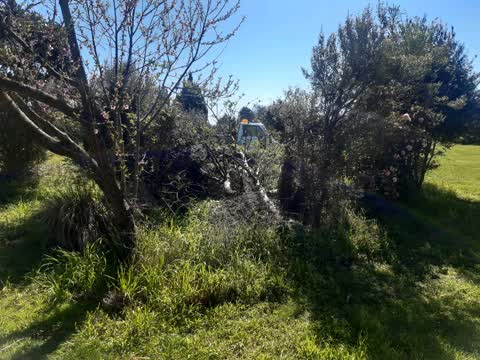 Fallen Tree, a report photo