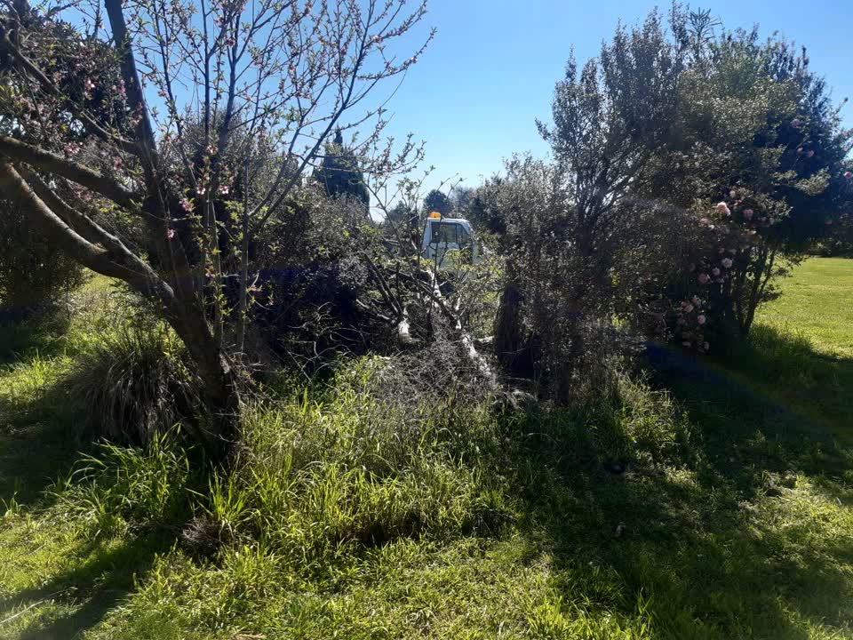 The photograph attached to this fallen tree report