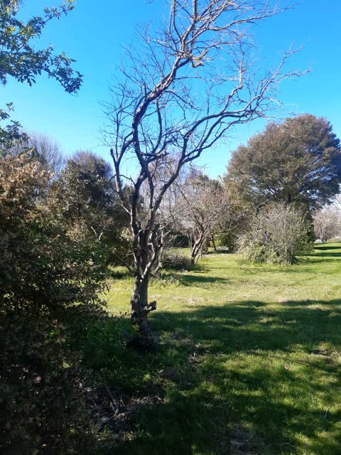 Trees - General, a report photo