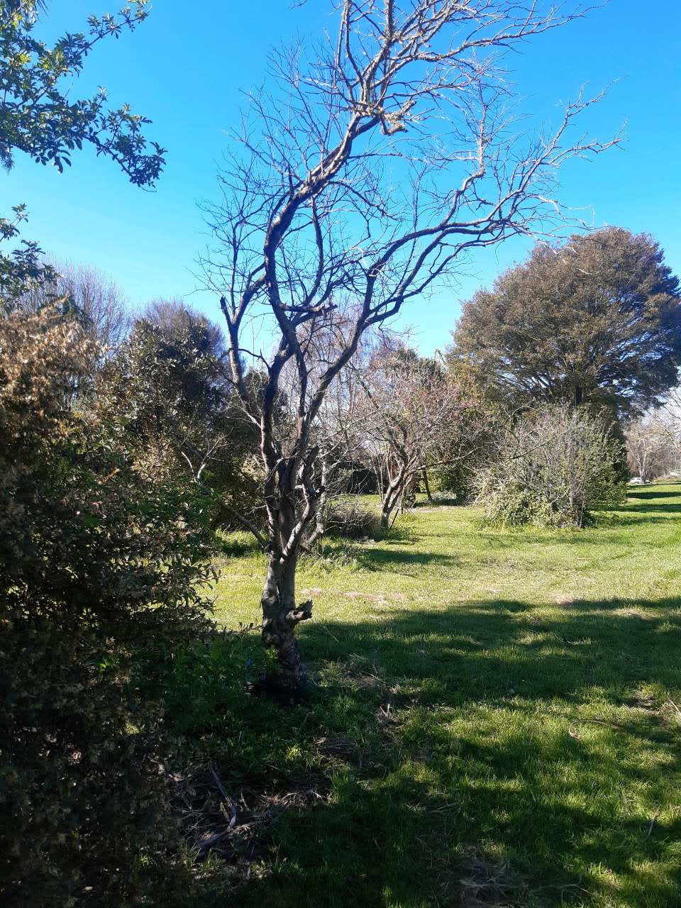 The photograph attached to this trees - general report
