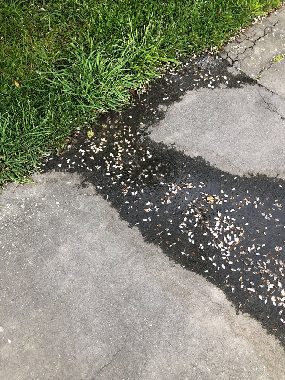 The photograph attached to this water leak report