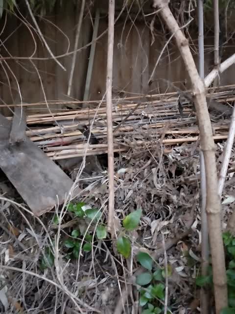 Dumped Rubbish, a report photo