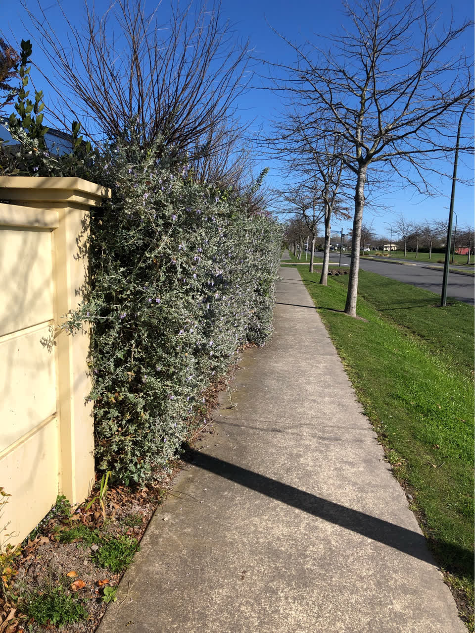 The photograph attached to this overgrown vegetation report