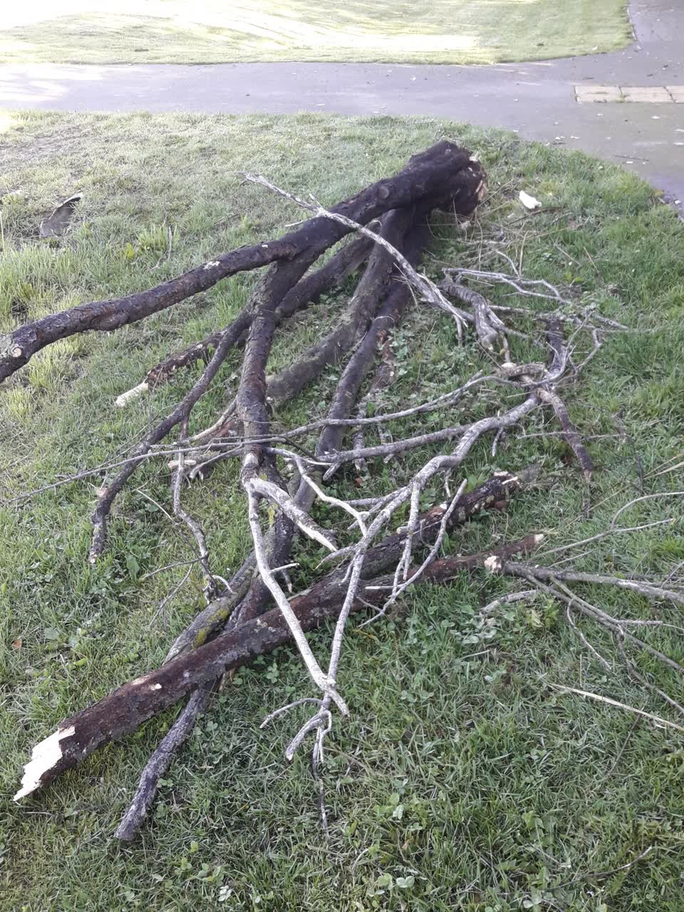 The photograph attached to this fallen tree report
