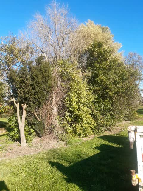 Trees - General, a report photo