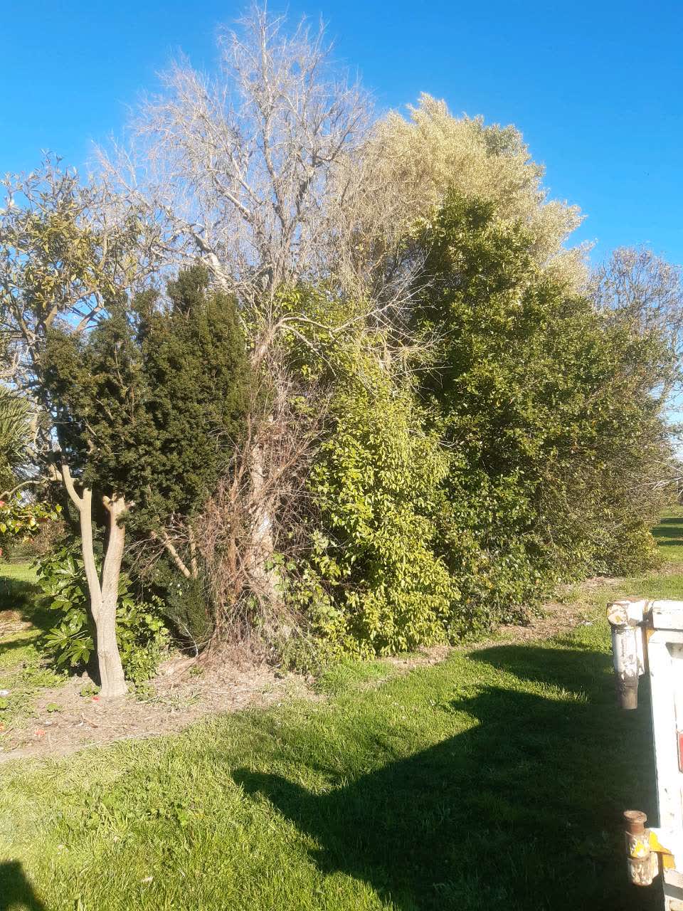 The photograph attached to this trees - general report