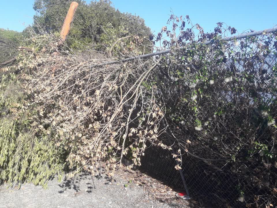 The photograph attached to this trees - general report