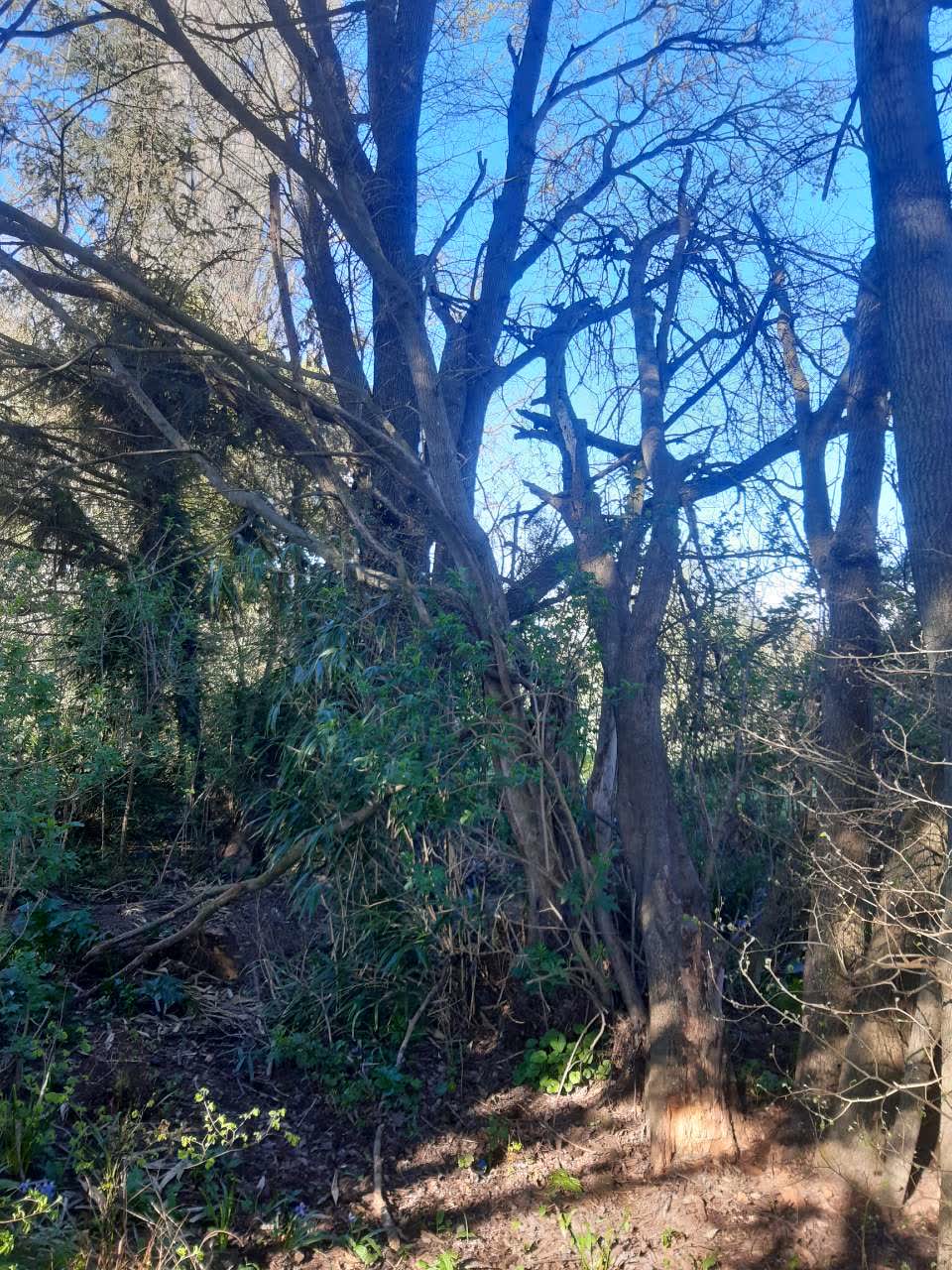 The photograph attached to this fallen tree report