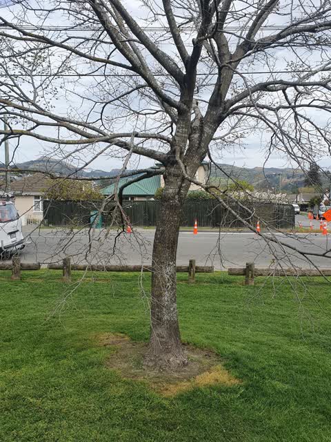 Trees - General, a report photo