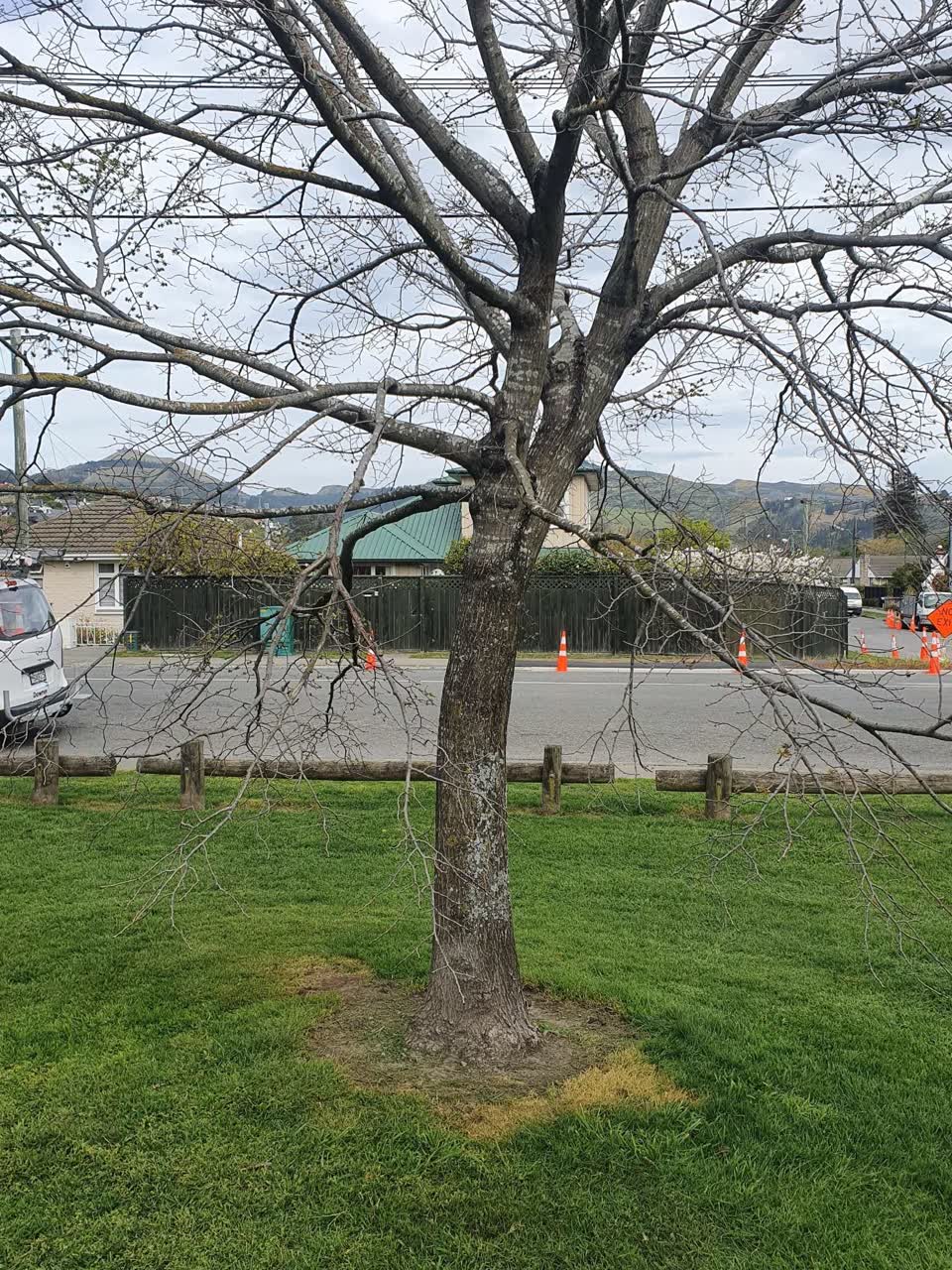 The photograph attached to this trees - general report
