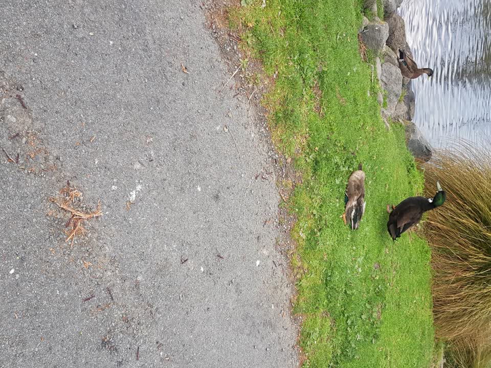 The photograph attached to this animal - deceased report