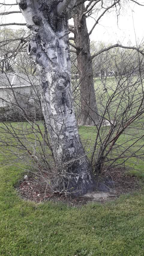Trees - General, a report photo