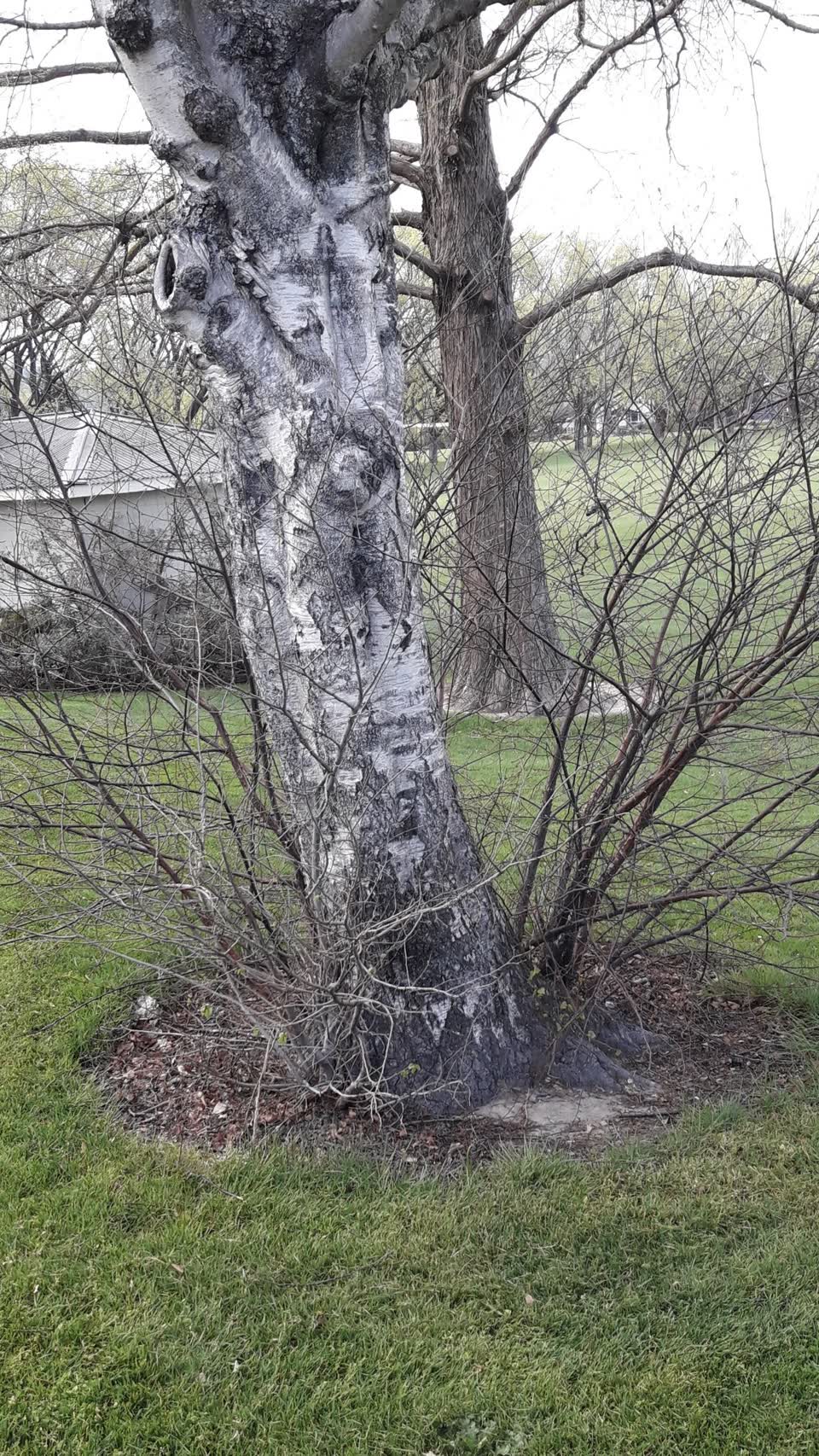 The photograph attached to this trees - general report