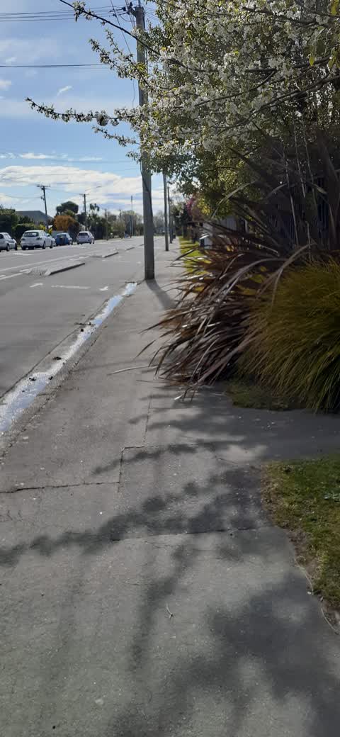 Overgrown Vegetation, a report photo
