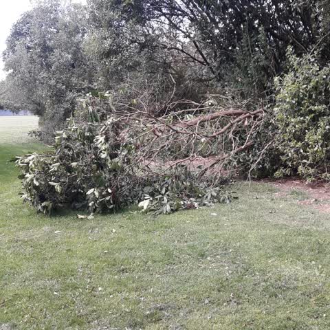 Fallen Tree, a report photo