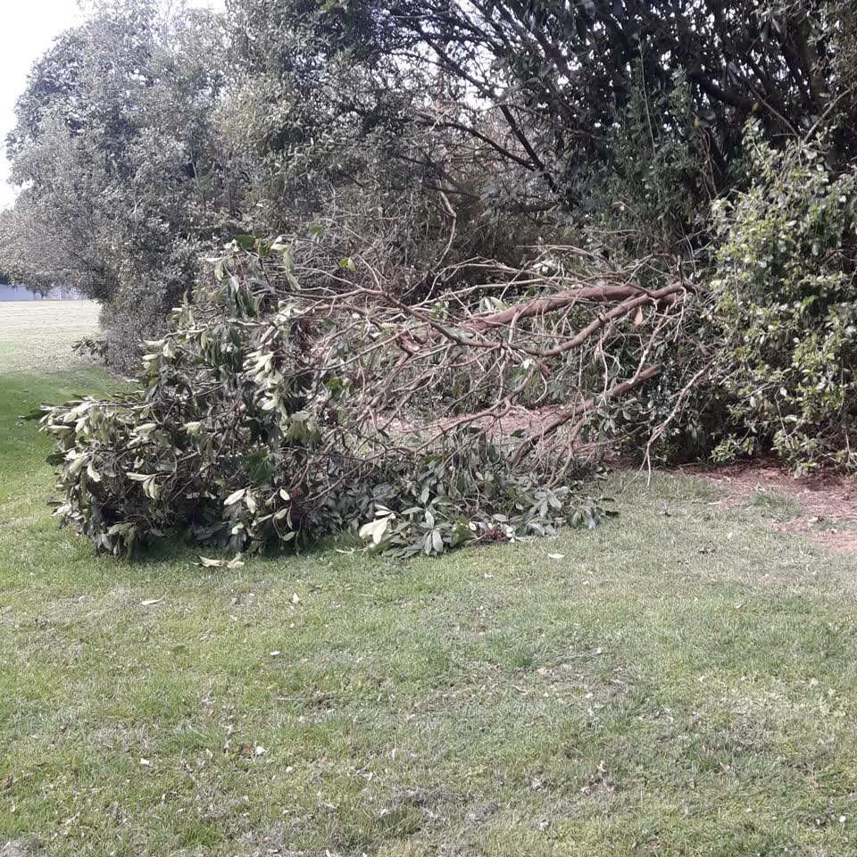 The photograph attached to this fallen tree report