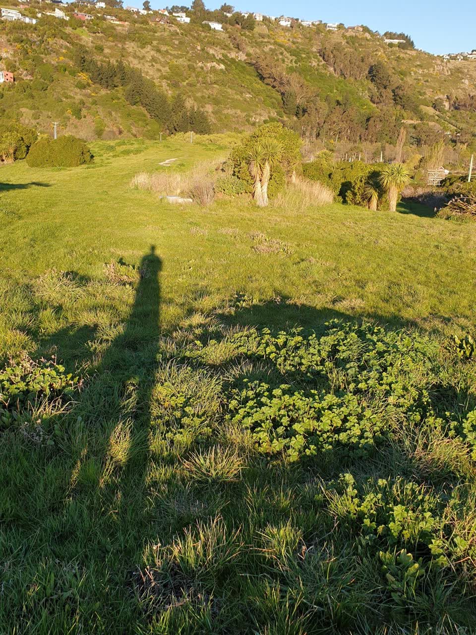 The photograph attached to this overgrown vegetation report