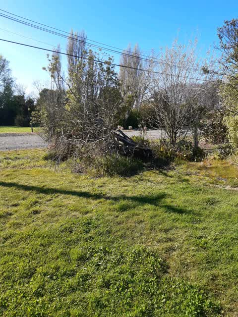 Fallen Tree, a report photo