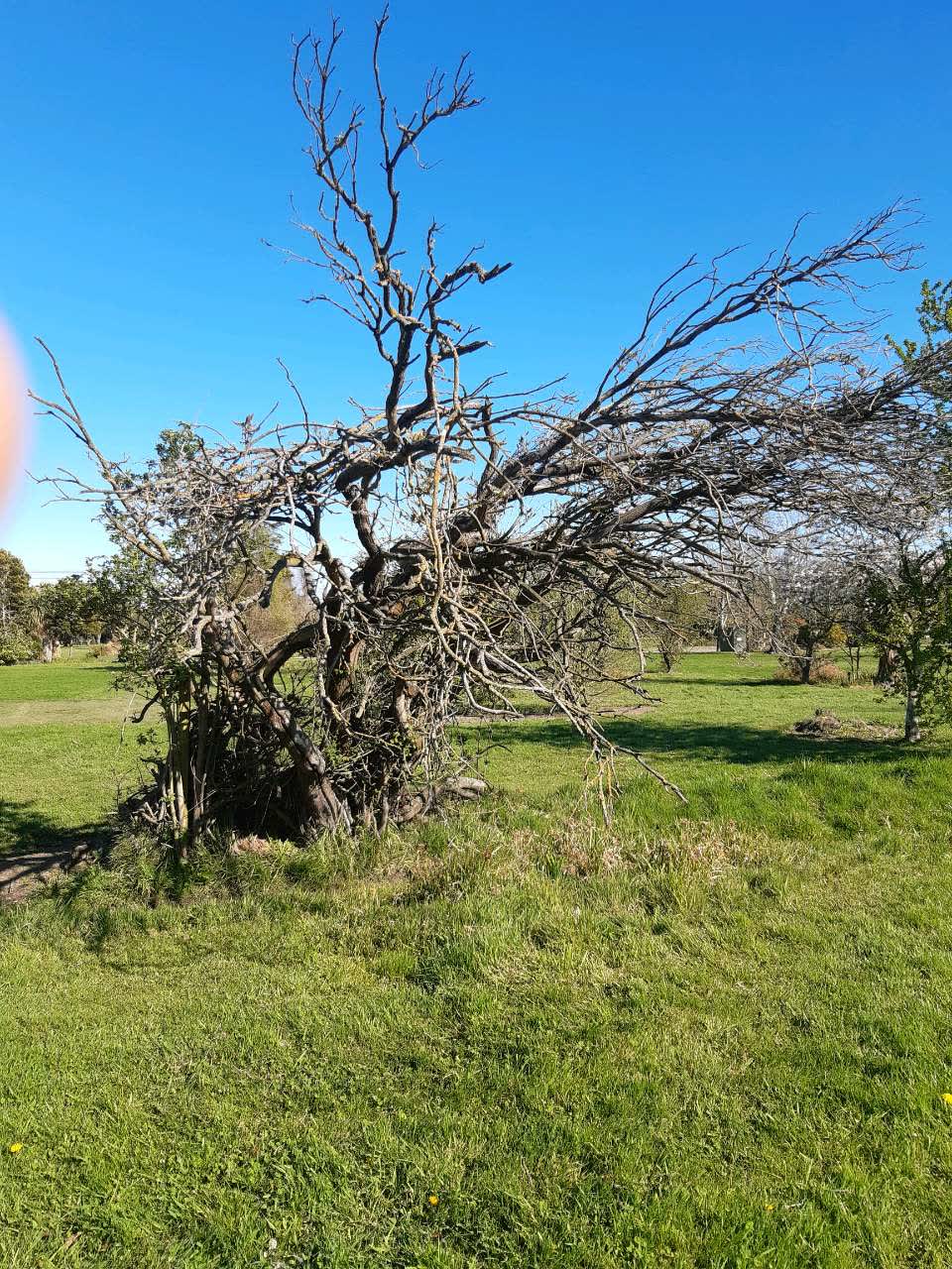 The photograph attached to this trees - general report