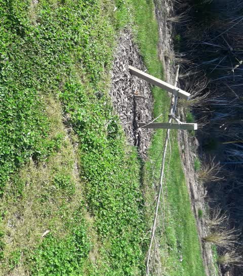 Trees - General, a report photo
