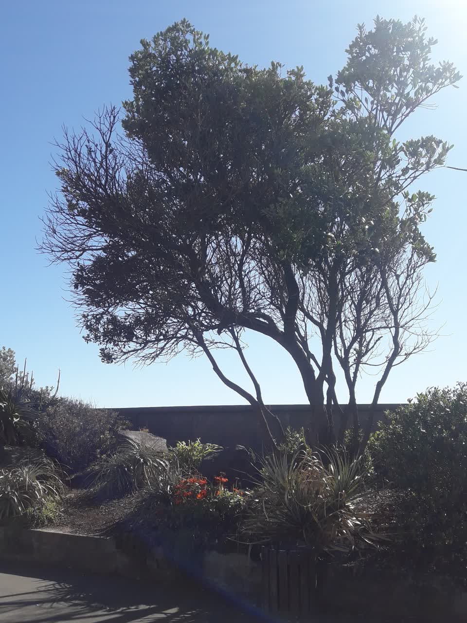The photograph attached to this overgrown vegetation report