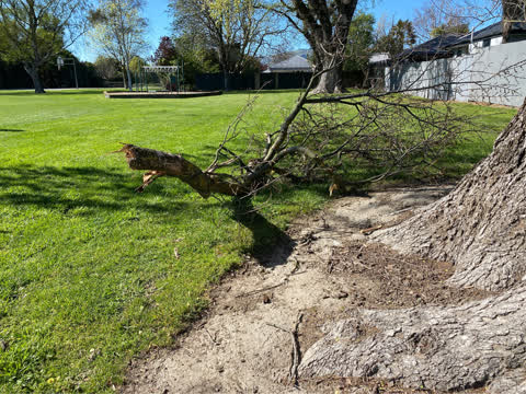 Trees - General, a report photo