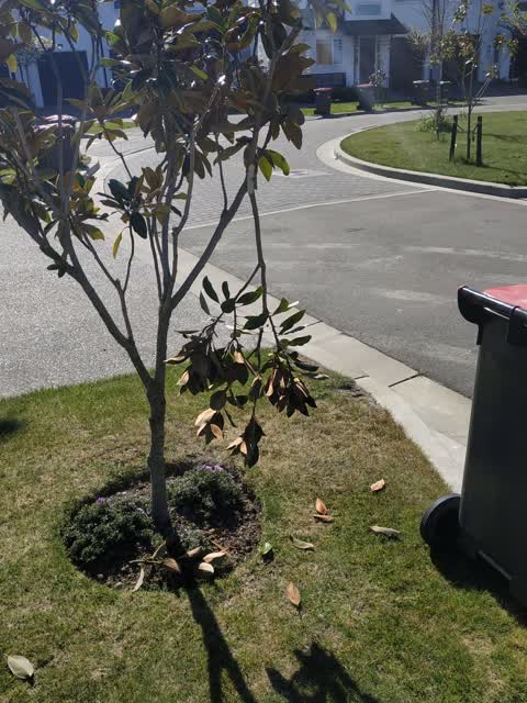 Rubbish and Bins - General, a report photo