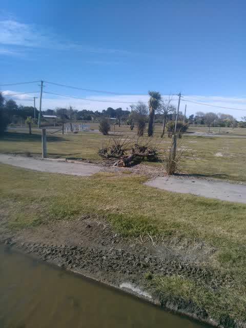 Fallen Tree, a report photo
