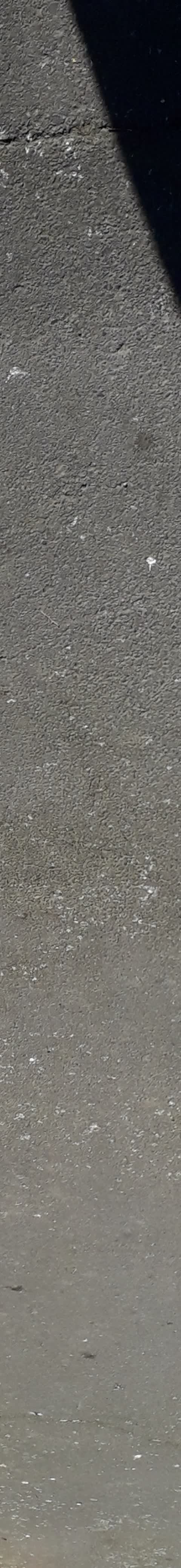 Litter, a report photo