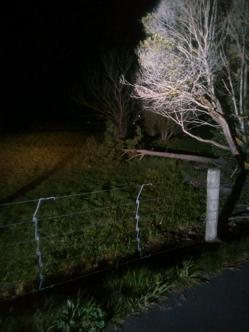 The photograph attached to this fallen tree report