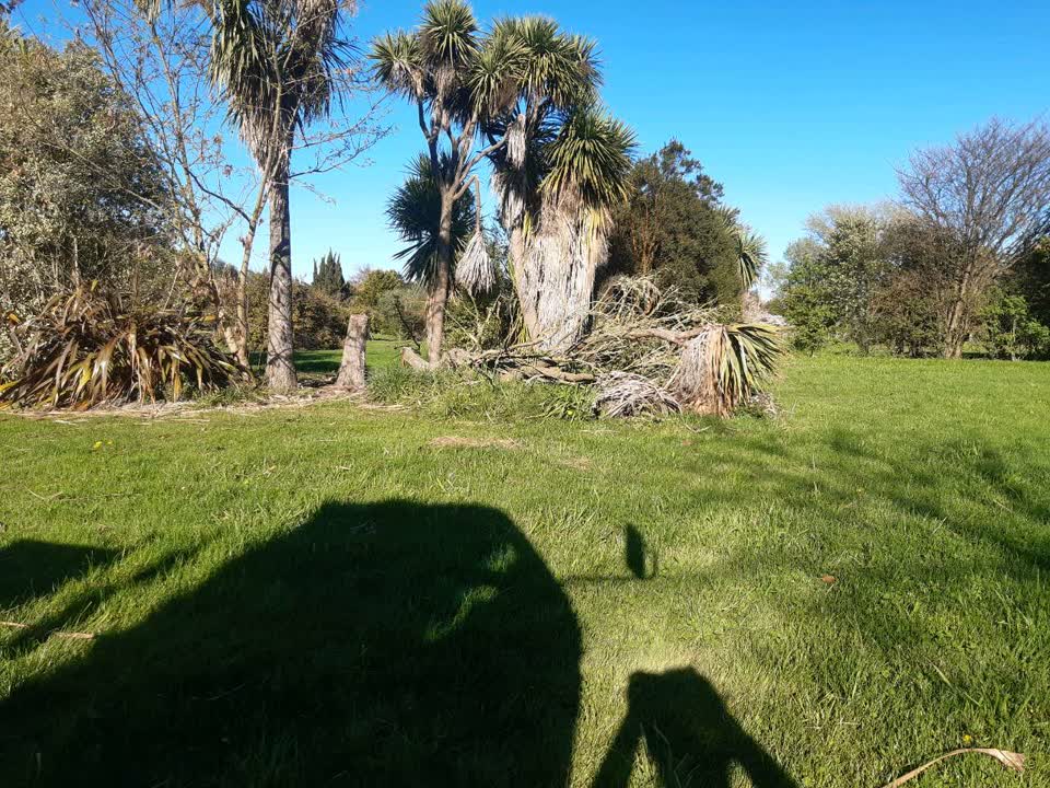 The photograph attached to this fallen tree report
