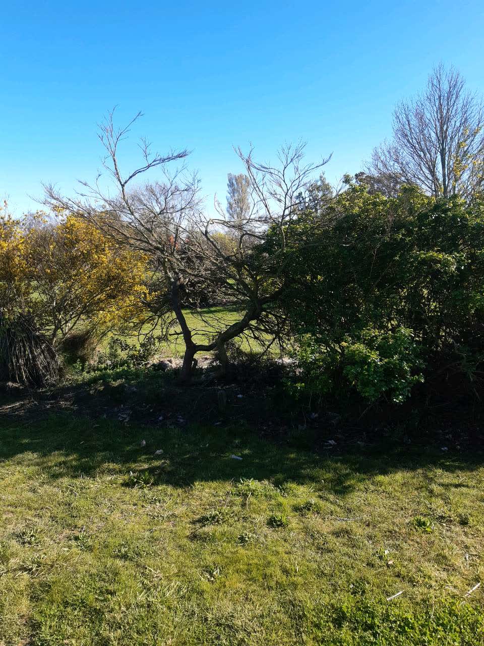 The photograph attached to this trees - general report