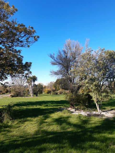 Trees - General, a report photo
