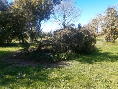 Fallen Tree, a report photo