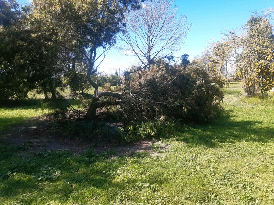 The photograph attached to this fallen tree report