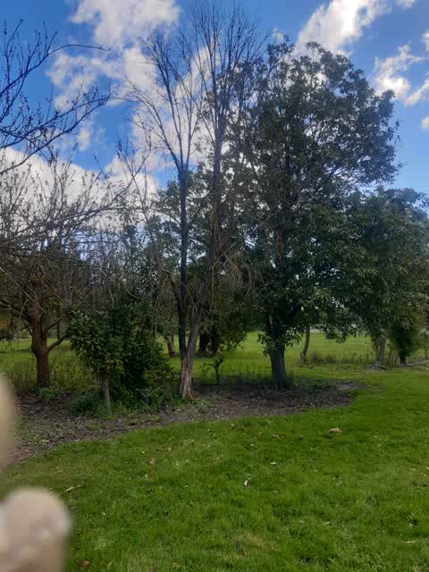 Trees - General, a report photo